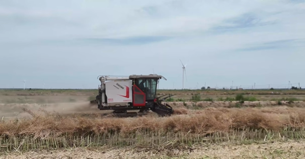 XR720 履带式谷物结合收割机助力黄石农场收割